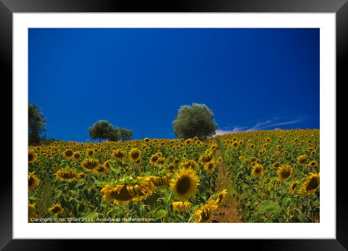 Sunflower Field Framed Mounted Print by Nic Croad