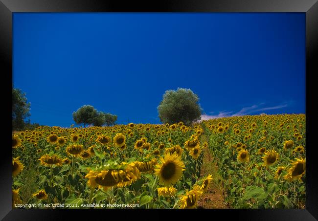 Sunflower Field Framed Print by Nic Croad