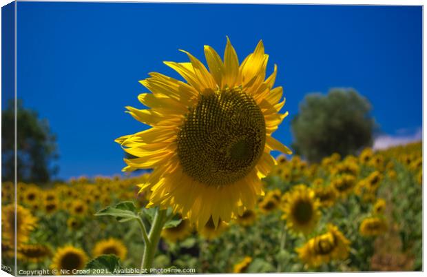 Sunflower Canvas Print by Nic Croad