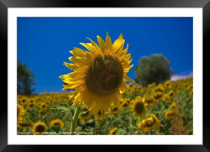 Sunflower Framed Mounted Print by Nic Croad