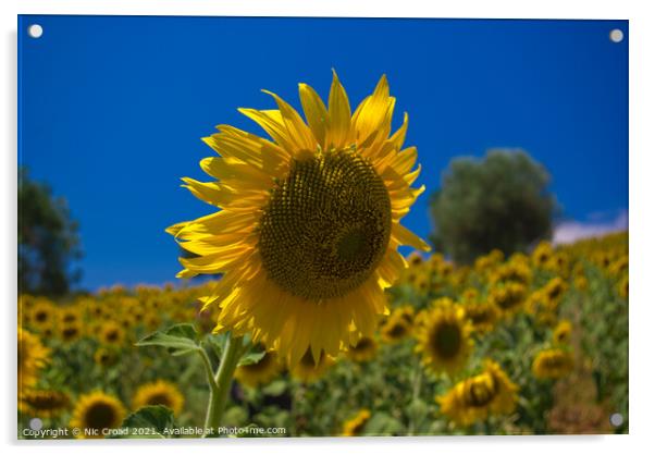 Sunflower Acrylic by Nic Croad