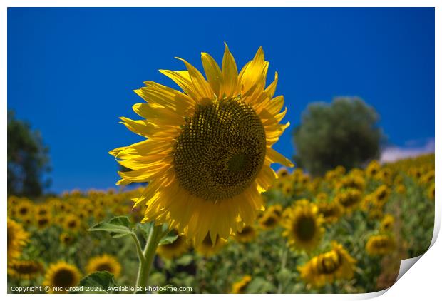 Sunflower Print by Nic Croad