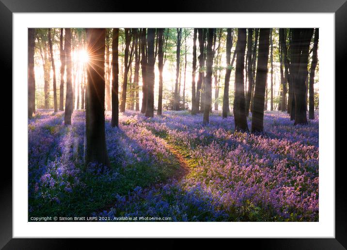 Bluebell woods path sunrise in Norfolk England Framed Mounted Print by Simon Bratt LRPS