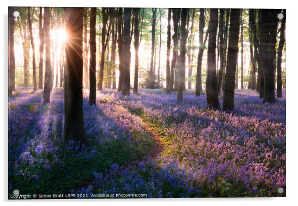 Bluebell woods path sunrise in Norfolk England Acrylic by Simon Bratt LRPS
