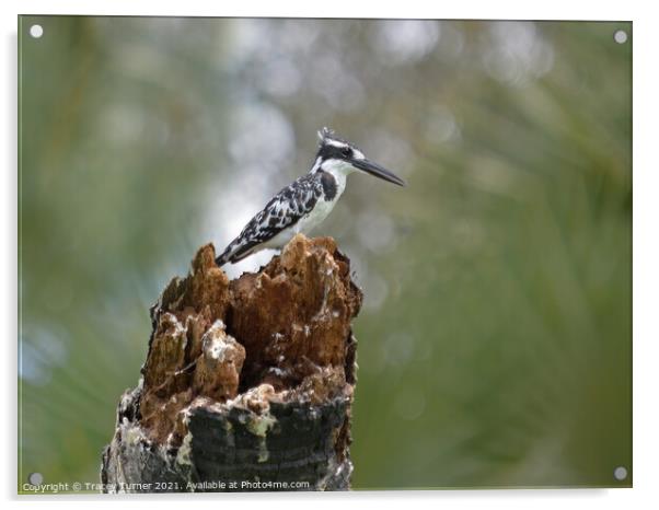 Striking Pied Kingfisher in Tanzania Acrylic by Tracey Turner