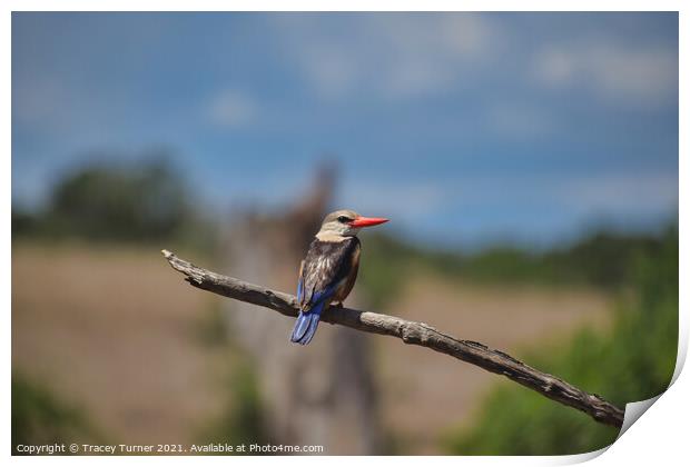 Brown Hooded Kingfisher Print by Tracey Turner