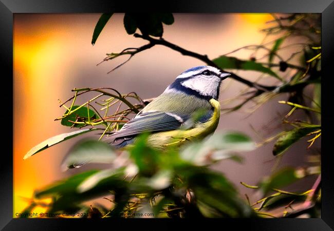 A Bird in the Bush Framed Print by Trevor Camp