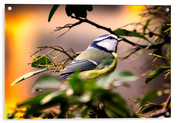 A Bird in the Bush Acrylic by Trevor Camp