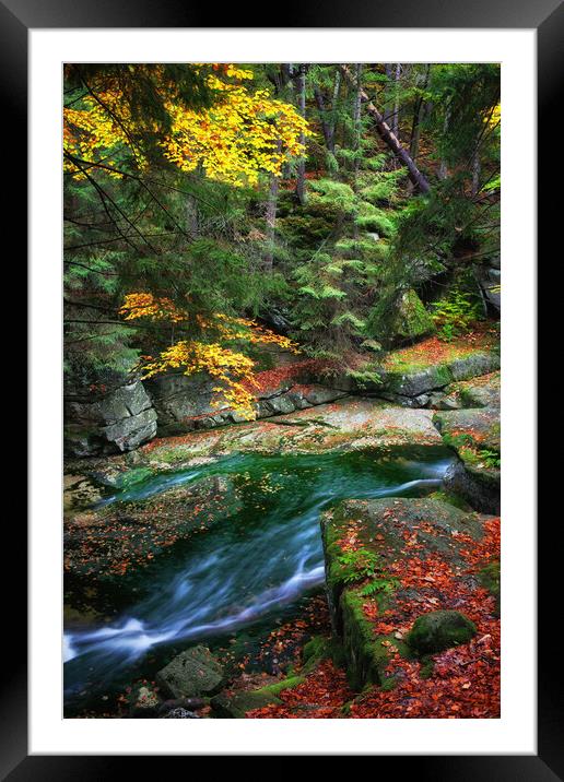 Stream in Autumn Forest Framed Mounted Print by Artur Bogacki