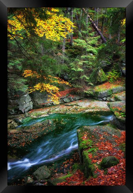 Stream in Autumn Forest Framed Print by Artur Bogacki