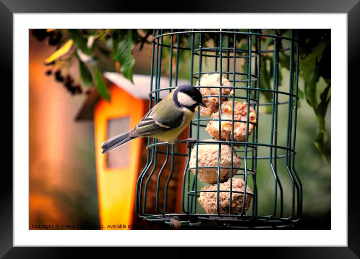 Great Tit - 02 Framed Mounted Print by Trevor Camp