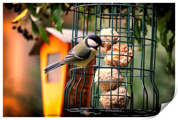 Great Tit - 02 Print by Trevor Camp
