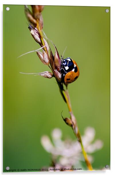 Ladybug travels Acrylic by Keith McManus