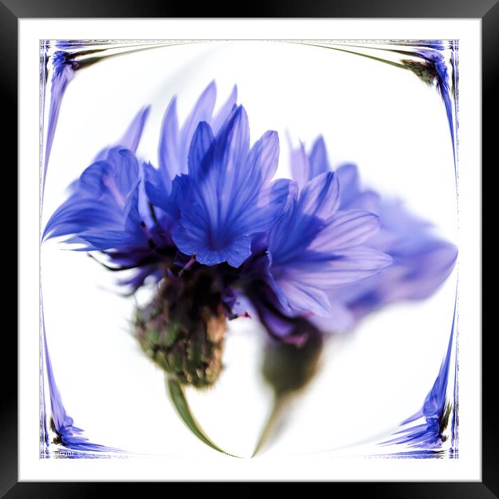 Cornflower blue Framed Mounted Print by Jeremy Sage