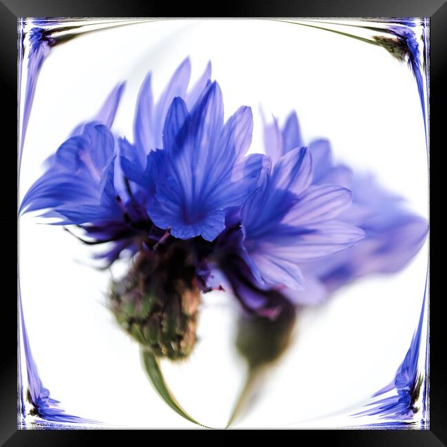 Cornflower blue Framed Print by Jeremy Sage