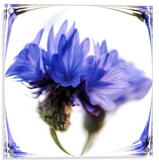 Cornflower blue Acrylic by Jeremy Sage