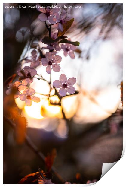 Blossom Sunset Print by Carl Howell