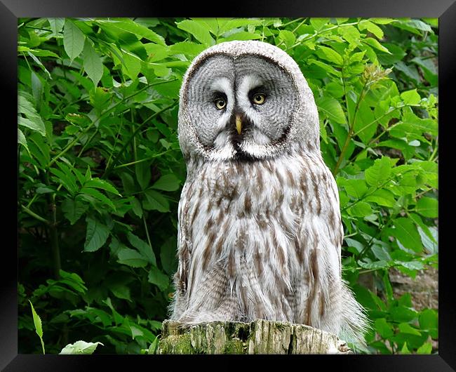 Great Grey Owl (Strix Nebulosa Lapponica) Framed Print by John Biggadike