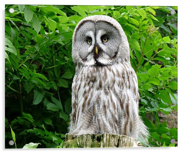 Great Grey Owl (Strix Nebulosa Lapponica) Acrylic by John Biggadike