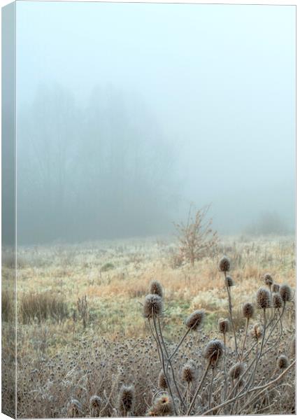Icy Teasels in the fog on Newport wetlands Canvas Print by Frank Farrell