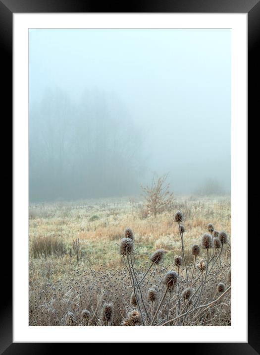 Icy Teasels in the fog on Newport wetlands Framed Mounted Print by Frank Farrell