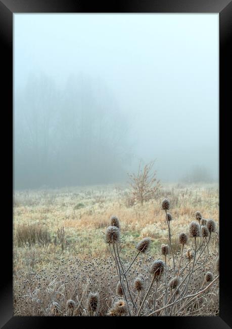 Icy Teasels in the fog on Newport wetlands Framed Print by Frank Farrell