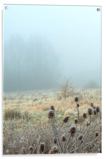 Icy Teasels in the fog on Newport wetlands Acrylic by Frank Farrell