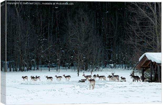 A flock of deer Canvas Print by Gail Vasil