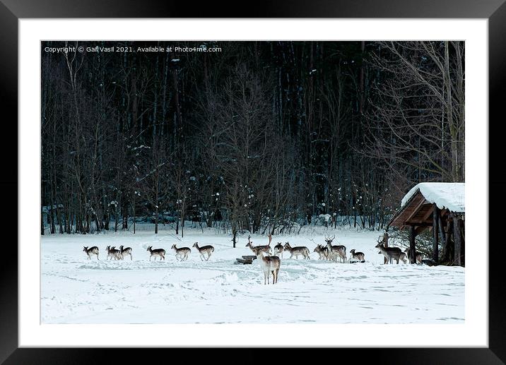 A flock of deer Framed Mounted Print by Gail Vasil