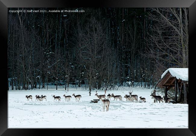 A flock of deer Framed Print by Gail Vasil