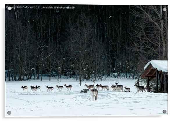 A flock of deer Acrylic by Gail Vasil