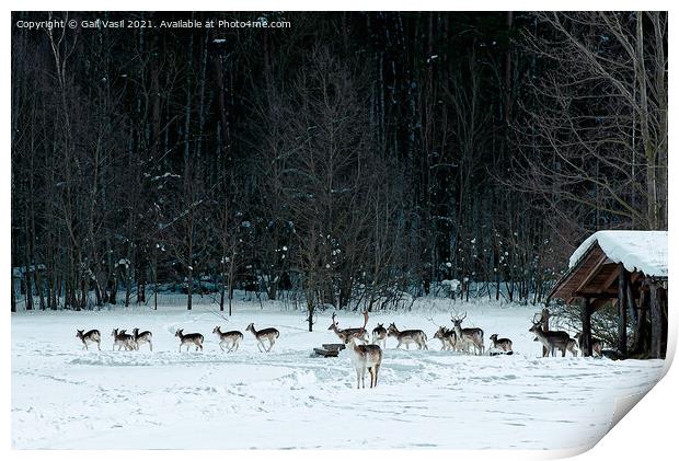 A flock of deer Print by Gail Vasil