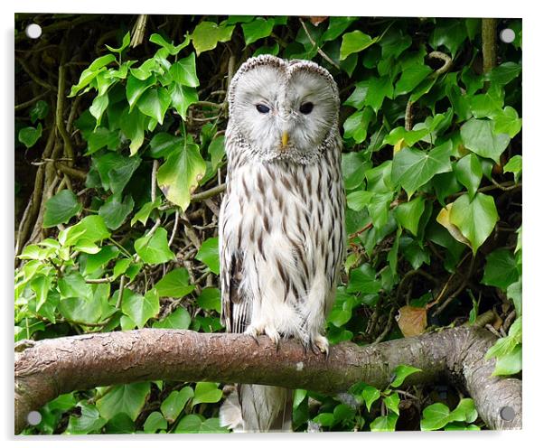 Ural Owl (Strix Uralensis) Acrylic by John Biggadike