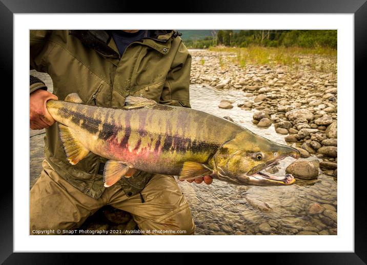 Close up of a large, Chum Salmon with a big kype in the jaw and stripes Framed Mounted Print by SnapT Photography