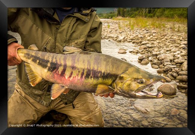 Close up of a large, Chum Salmon with a big kype in the jaw and stripes Framed Print by SnapT Photography