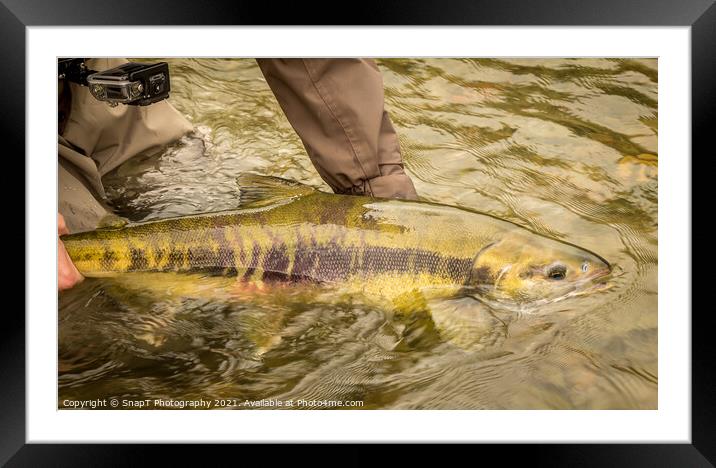A Chum salmon about to be released back into the river by a fisherman Framed Mounted Print by SnapT Photography