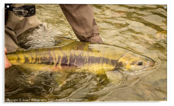 A Chum salmon about to be released back into the river by a fisherman Acrylic by SnapT Photography