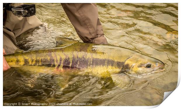 A Chum salmon about to be released back into the river by a fisherman Print by SnapT Photography