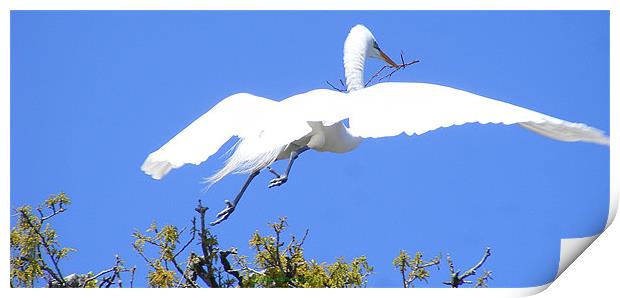 Preparing The Nest Print by Sharon Pfeiffer