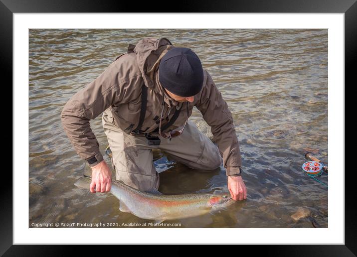 An angler unhooking a fly from a steelhead in the morning spring sun Framed Mounted Print by SnapT Photography