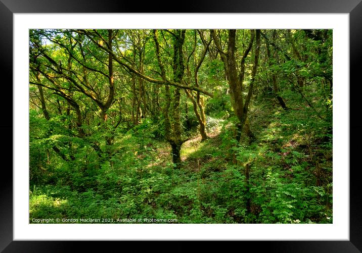 Lush Green Forest and Ancient Woodland, Bargoed So Framed Mounted Print by Gordon Maclaren