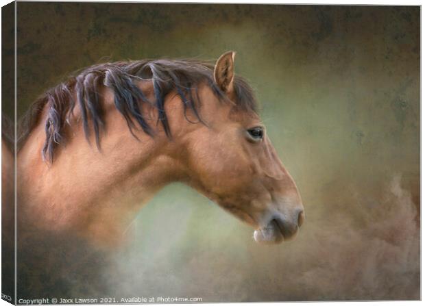 Tousled Bay pony Canvas Print by Jaxx Lawson