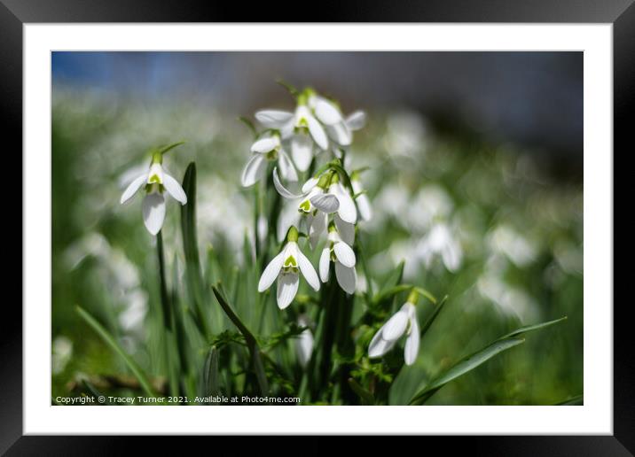Snowdrops in the Spring Light Framed Mounted Print by Tracey Turner