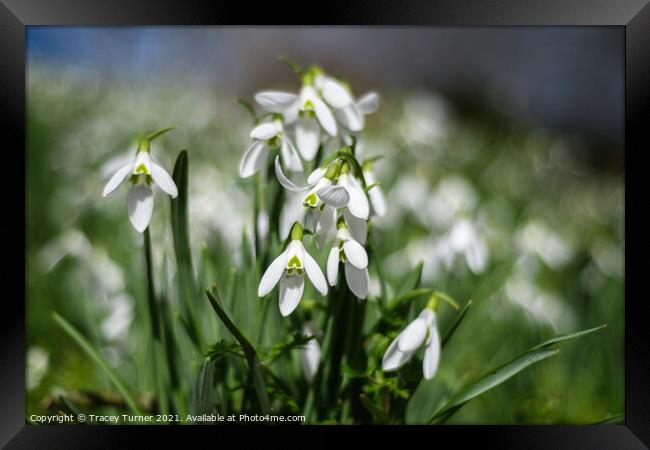 Snowdrops in the Spring Light Framed Print by Tracey Turner