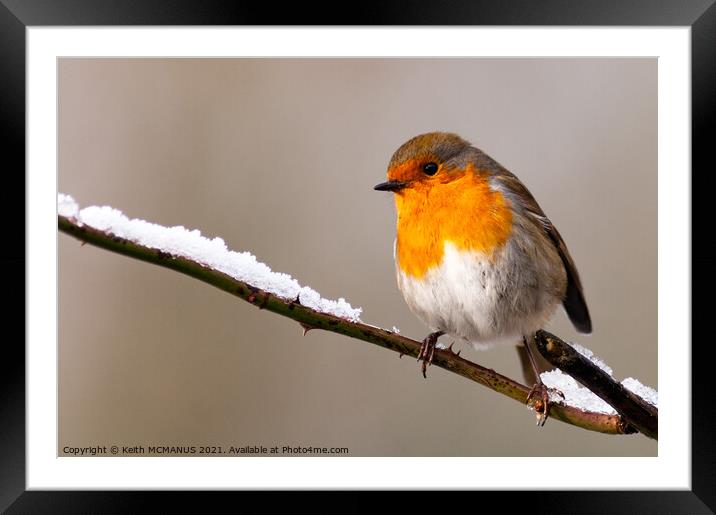Christmas card Robin Framed Mounted Print by Keith McManus