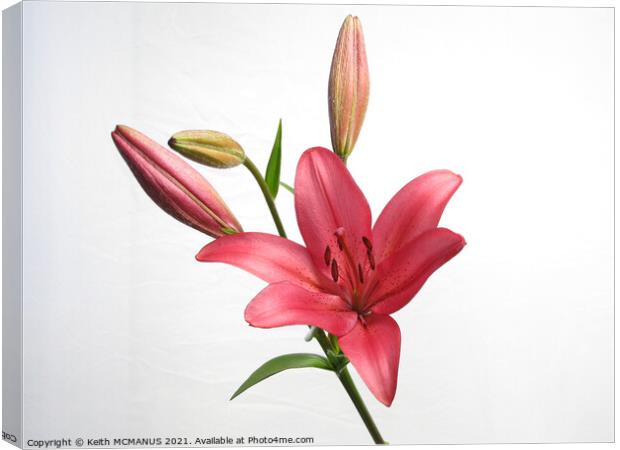 Long exposure Lily Canvas Print by Keith McManus