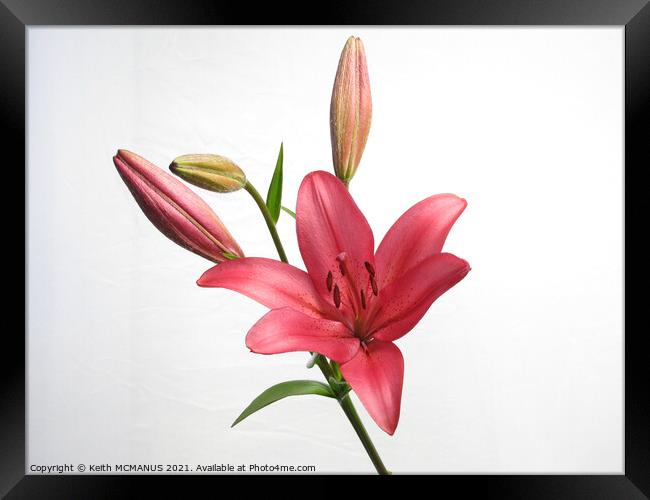 Long exposure Lily Framed Print by Keith McManus