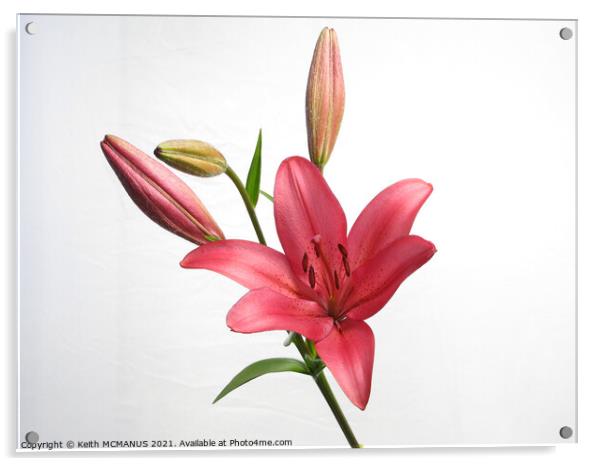 Long exposure Lily Acrylic by Keith McManus