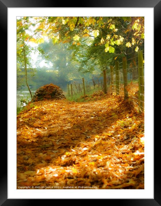Autumn colours with golden leaves 327  Framed Mounted Print by PHILIP CHALK