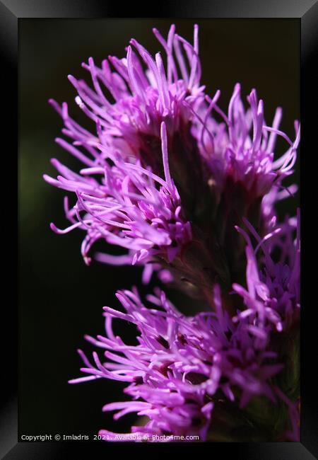 Bright Purple Liatris Flower Abstract Framed Print by Imladris 